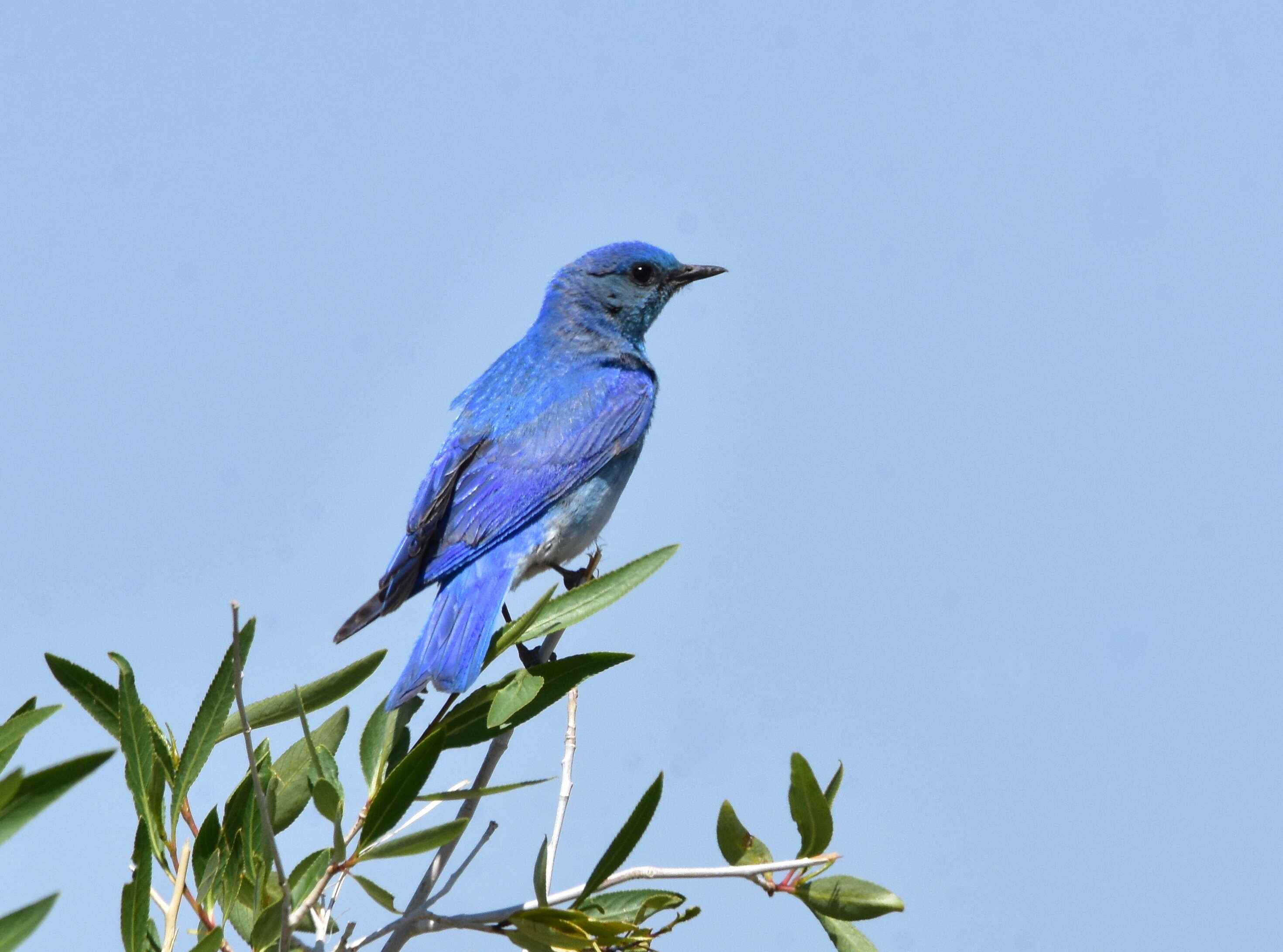 Imagem de Sialia currucoides (Bechstein 1798)