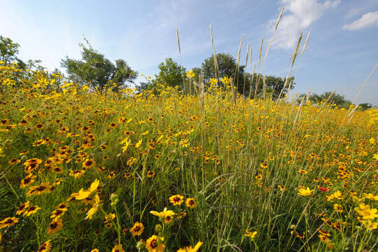 Image of golden tickseed