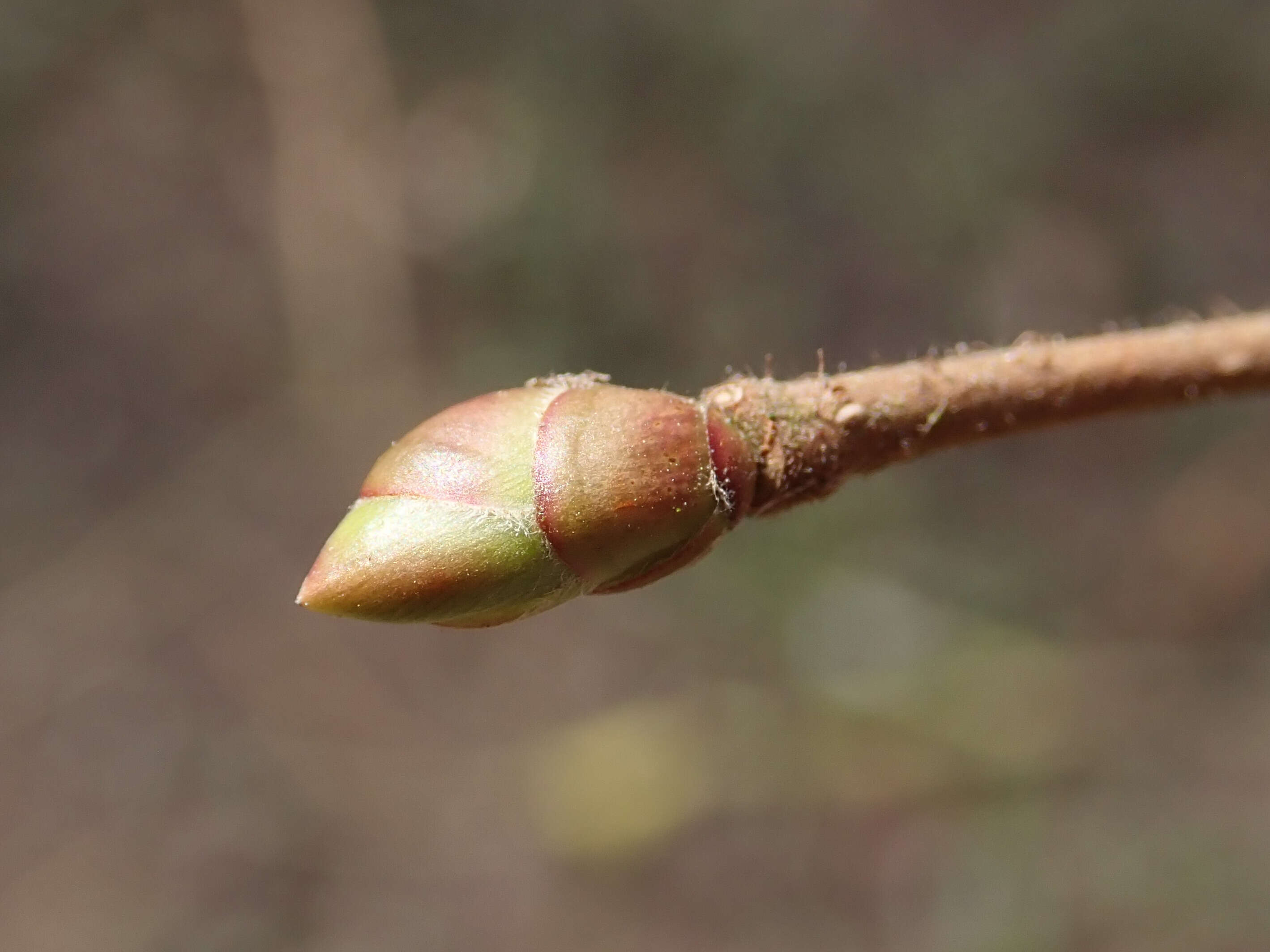 Image of American Hazel