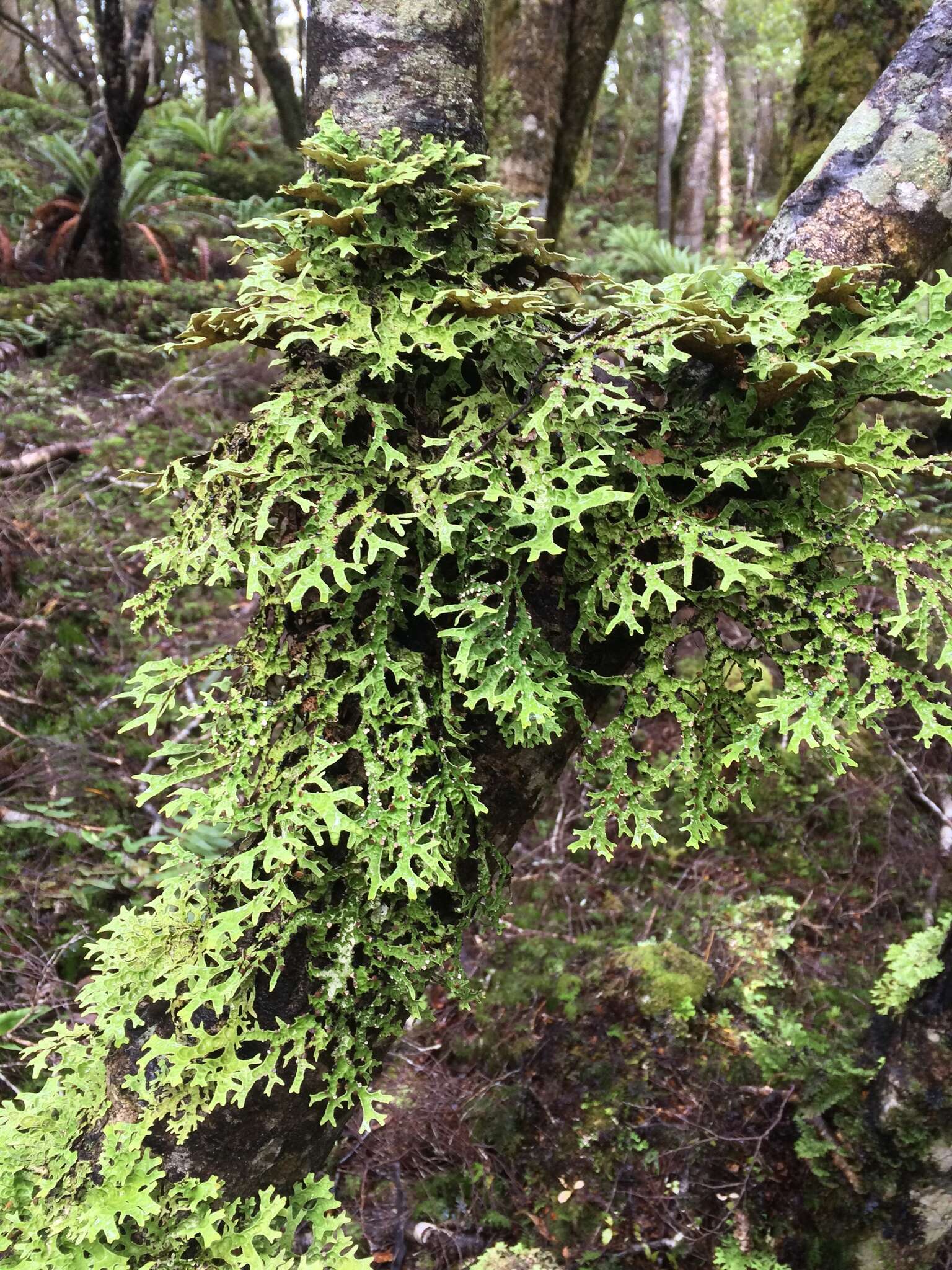 Image of Pseudocyphellaria lichen