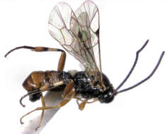 Image of Parasitoid wasp