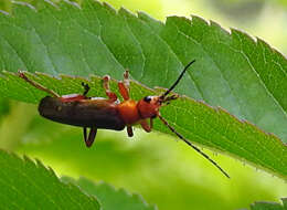 Image de Cantharis rufa