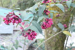 Image of purple cestrum