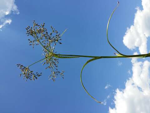 Image of Scirpus radicans Schkuhr