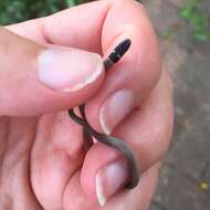 Image of Black-headed Centipede Eater