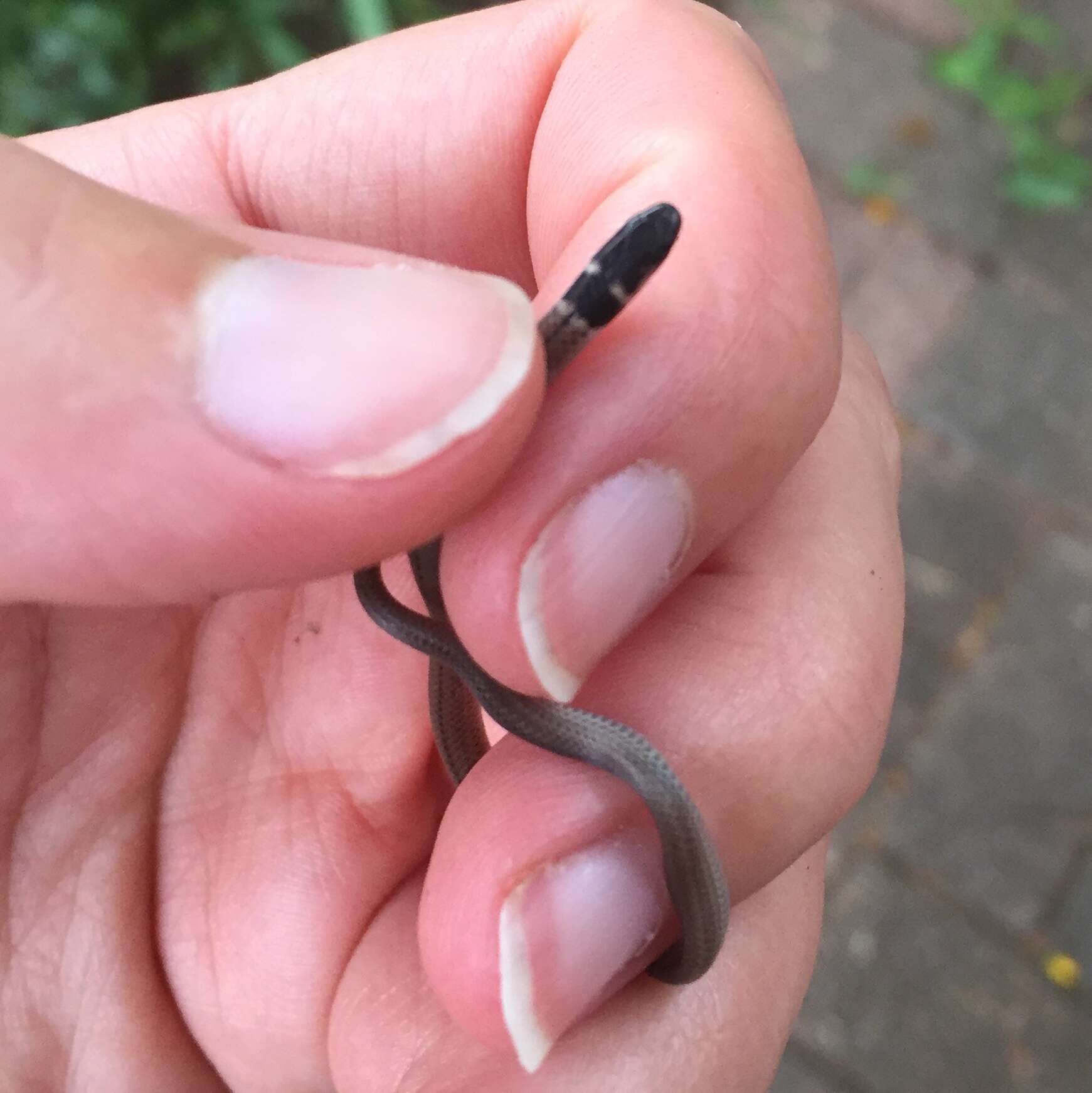 Image of Black-headed Centipede Eater