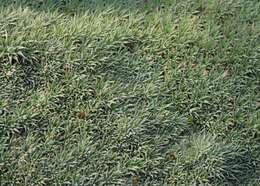 Image of Deuterocohnia brevifolia (Griseb.) M. A. Spencer & L. B. Sm.