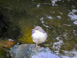 Image of Dipper