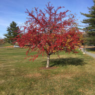Image of <i>Malus sylvestris</i>