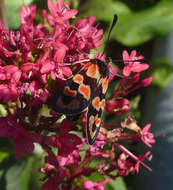 Image of Zygaena fausta Linnaeus 1767