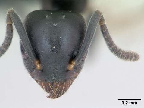 Image of Ant