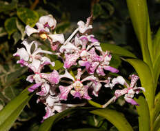 Image of Orchid