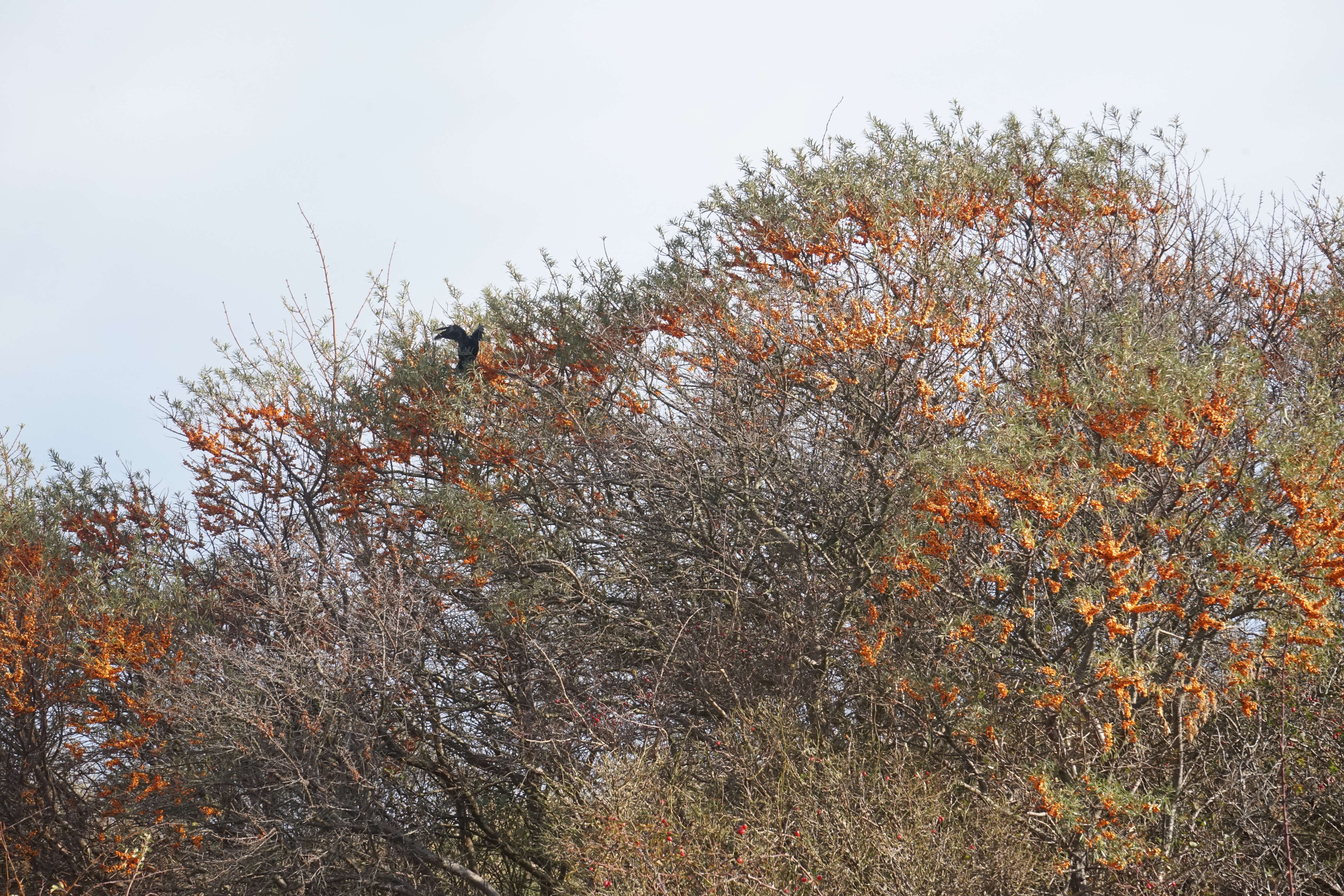 Imagem de Hippophae rhamnoides L.