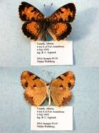 Image of Phyciodes cocyta