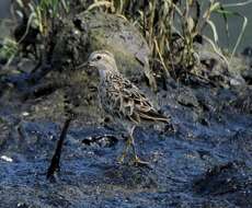 Image of Long-toed Stint