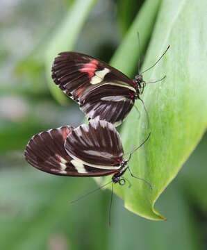 Image of Heliconius melpomene Linnaeus 1758