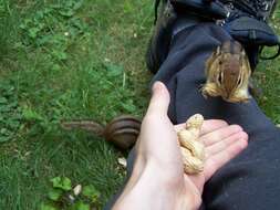 Image of Siberian Chipmunk