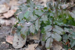 Image of Hollyleaved barberry