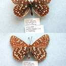 Image of Euphydryas anicia