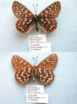 Image of Euphydryas anicia