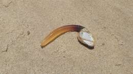 Image of Goose barnacle