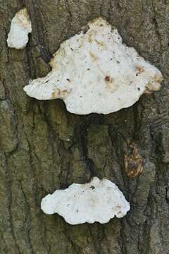 Image de Polypore fissile