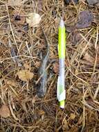 Image of Barred Tiger Salamander