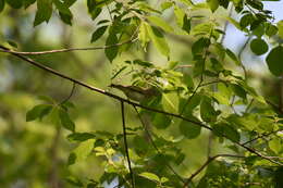 Image of Red-eyed Vireo