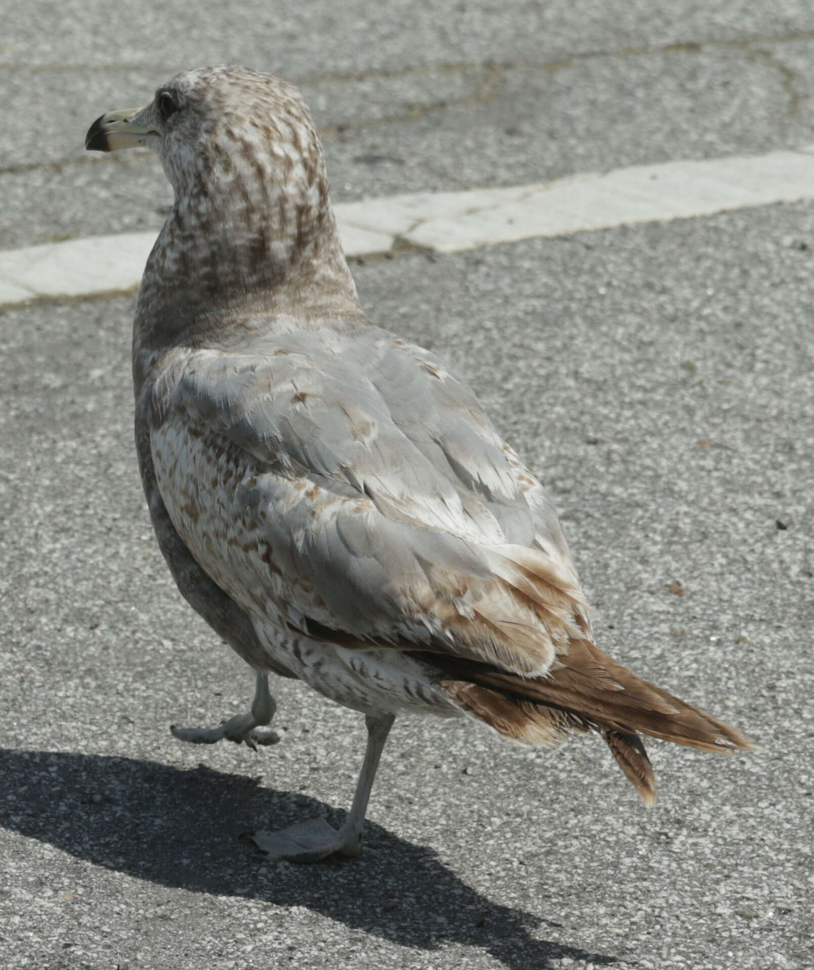 Image of California Gull