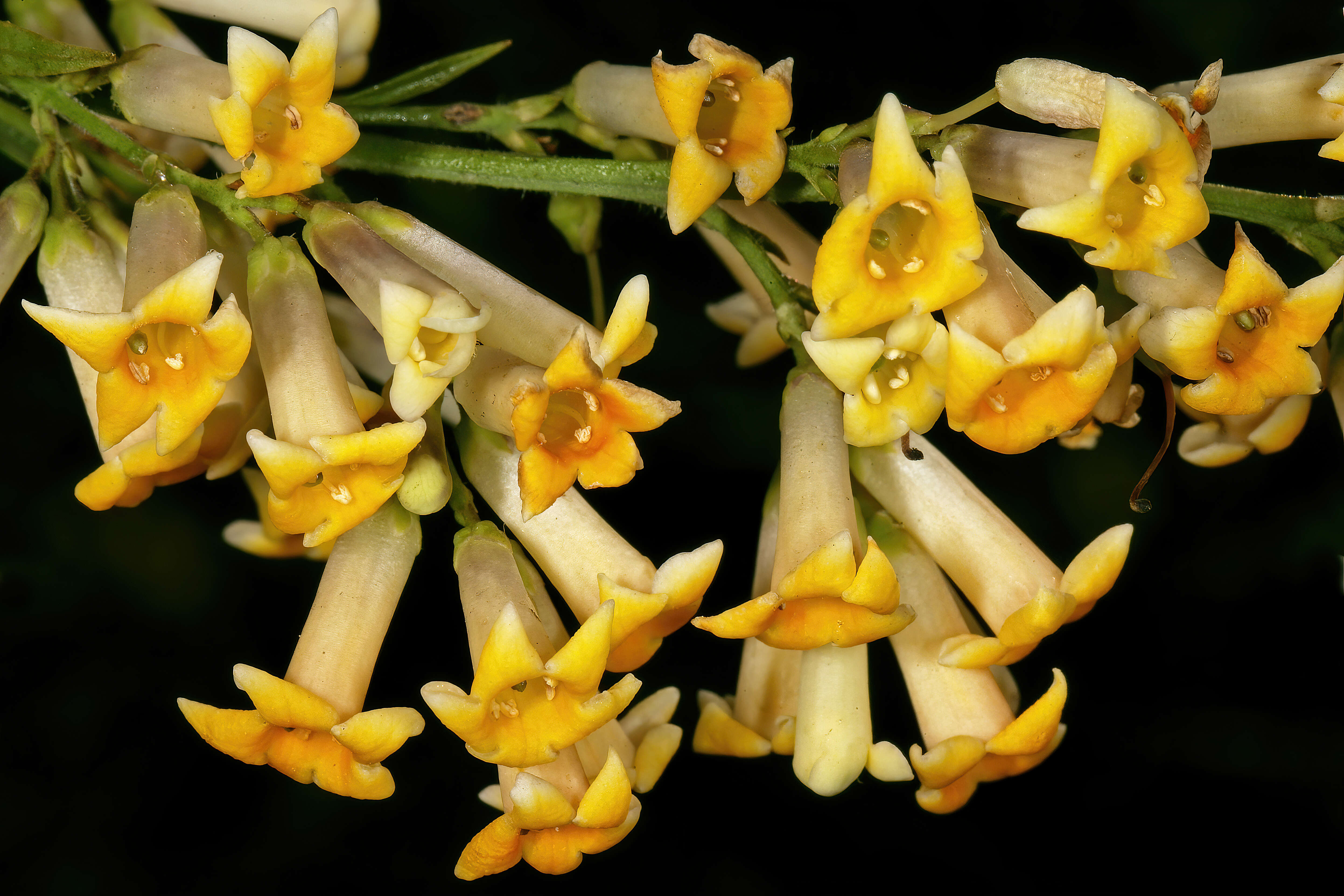 Imagem de Freylinia lanceolata (L. fil.) G. Don