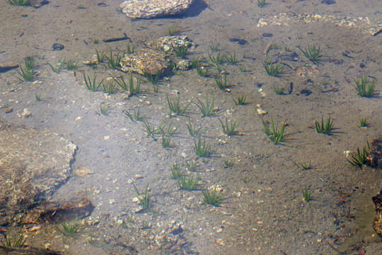 Image of Bolander's quillwort