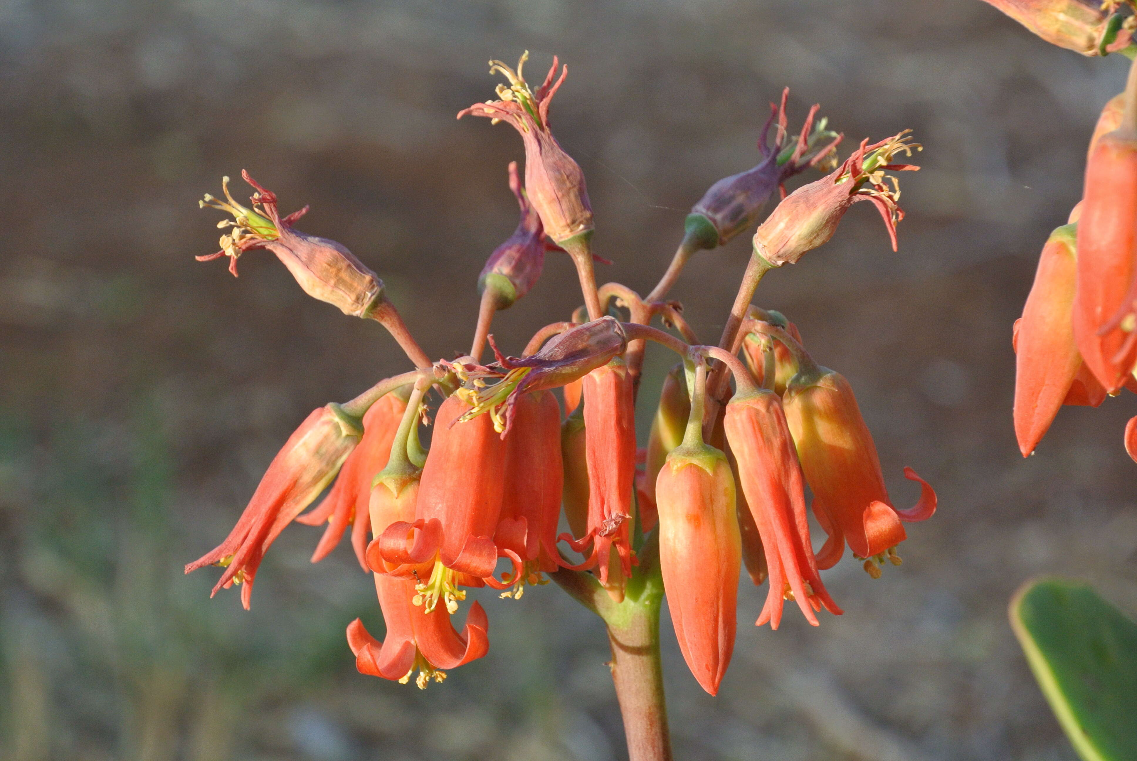 Image of pig's ear