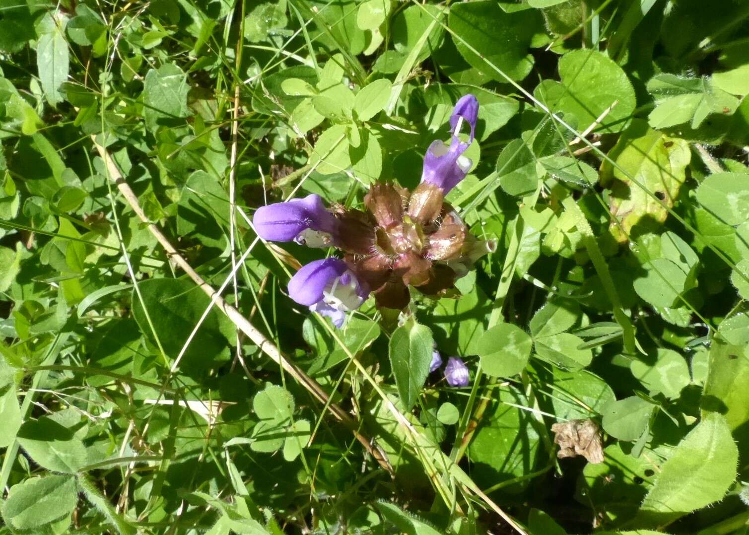 Image of large-flowered selfheal