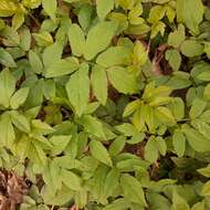 Image of bishop's goutweed