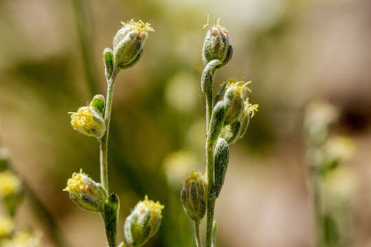 Image of birdfoot sagebrush