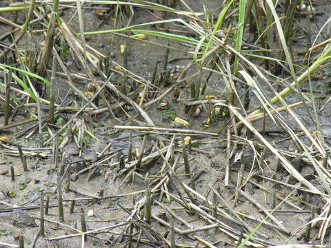 Image of Atlantic marsh fiddler