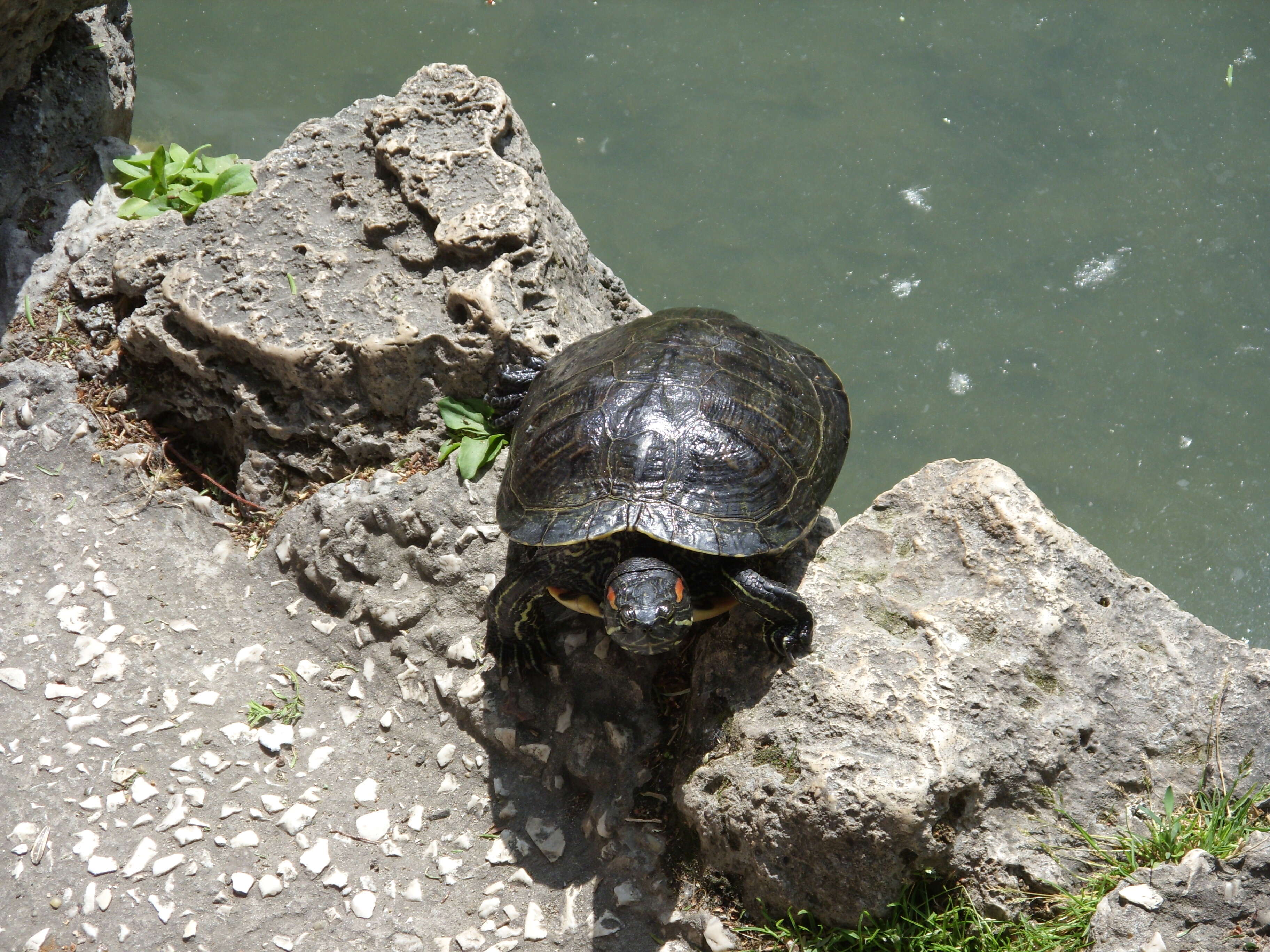 Image of slider turtle, red-eared terrapin, red-eared slider