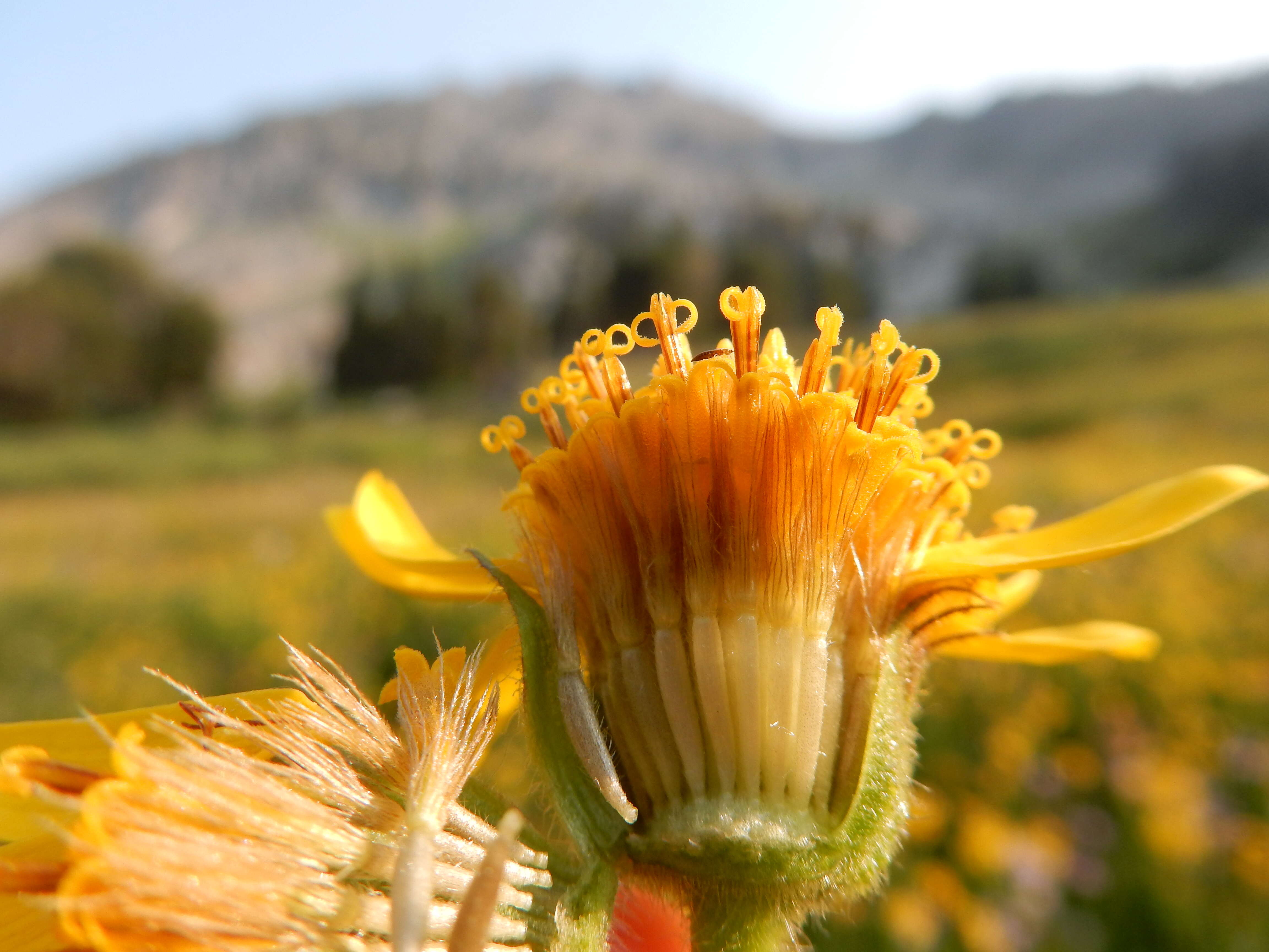 Image of hairy arnica