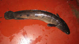 Image of Bullseye snakehead