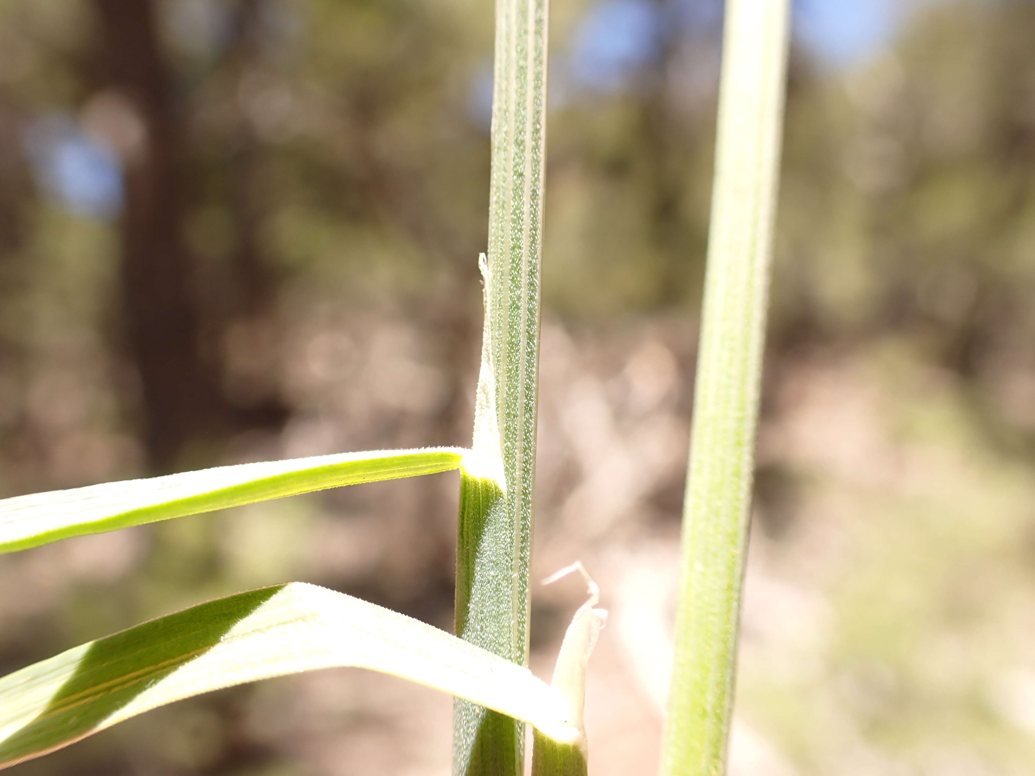 Plancia ëd Poa fendleriana (Steud.) Vasey