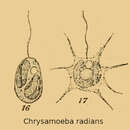 Image de Chrysophyceae