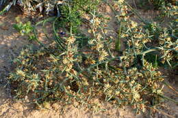 Image of Asparagus horridus L.