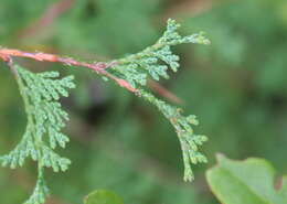 Image of Atlantic White Cedar