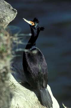 Image of Phalacrocorax Brisson 1760