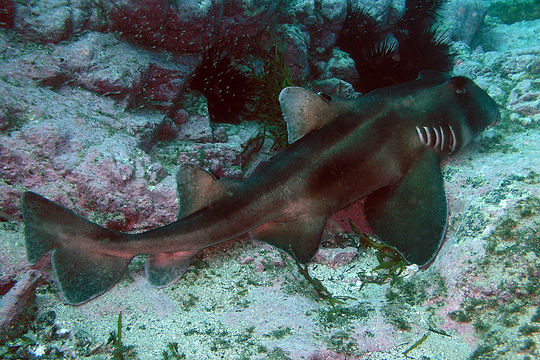 Image of Crested Bullhead Shark