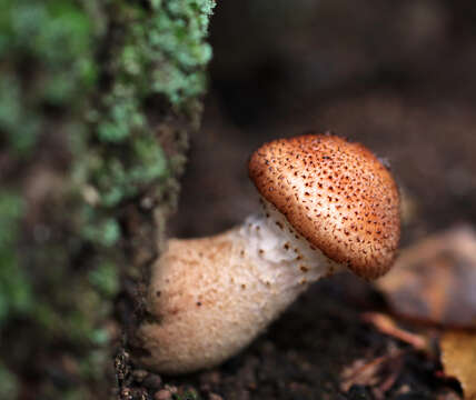 Image of Armillaria gallica Marxm. & Romagn. 1987