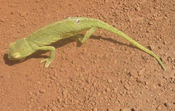 18.https www inaturalist org photos 5506540.580x360