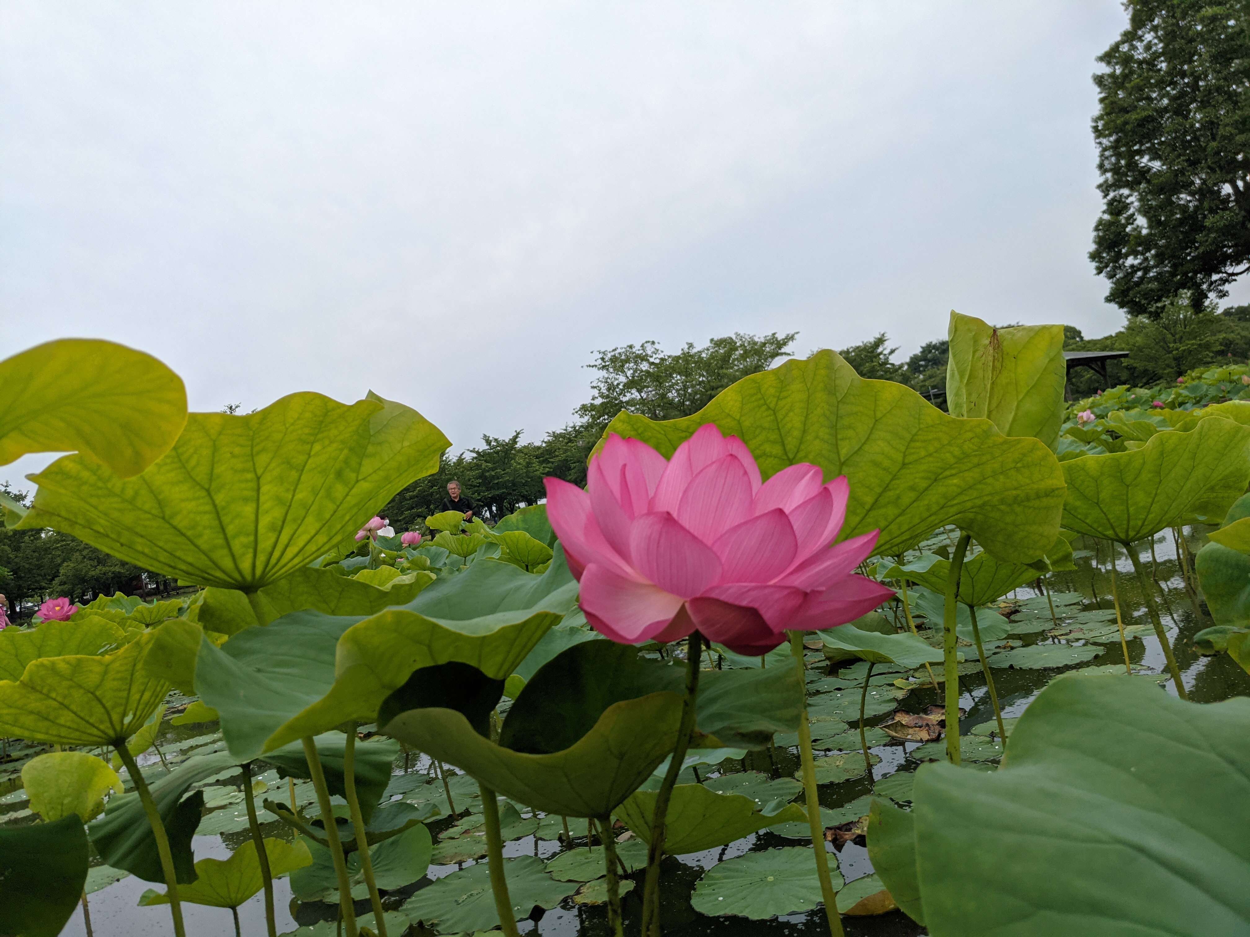 Image of sacred lotus