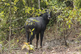 Image of Sumatran serow