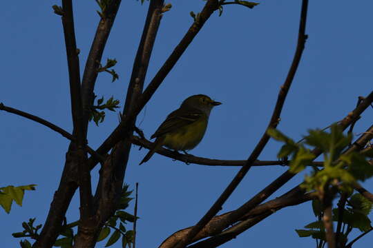 Слика од Vireo griseus (Boddaert 1783)